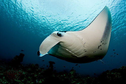 Reef manta ray